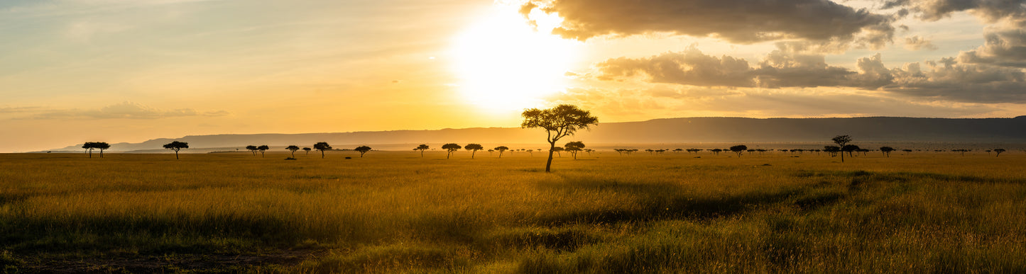 Panoramic view of the African Savanna at sunset, highlighting a bright sun near a tree silhouette with expansive grasslands and distant mountains under a vast sky from Decor2Go Wallpaper Mural.