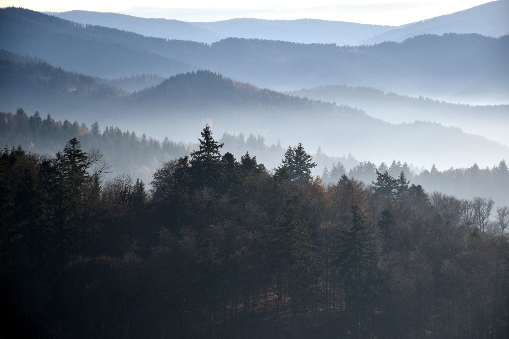 A serene landscape showing layers of Decor2Go Wallpaper Mural and dense forests. The foreground features silhouetted evergreen trees against a backdrop of soft, hazy mountain ridges under a soft morning light.