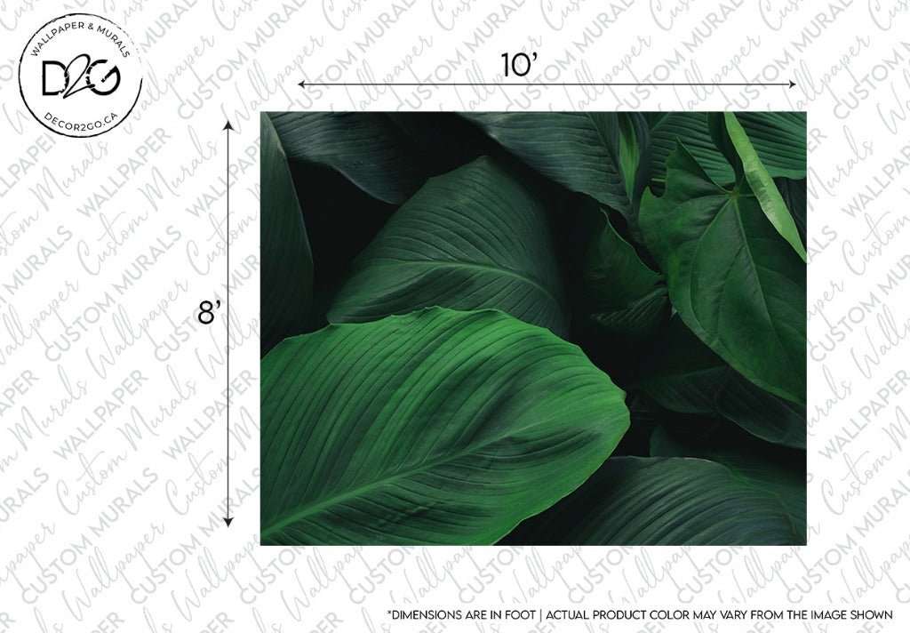 Close-up image of vibrant deep green hosta leaves, measuring 10" by 8", showing lush textures and shadows, with a note stating "dimensions are in foot, actual Macro Leaves Wallpaper Mural color may vary.