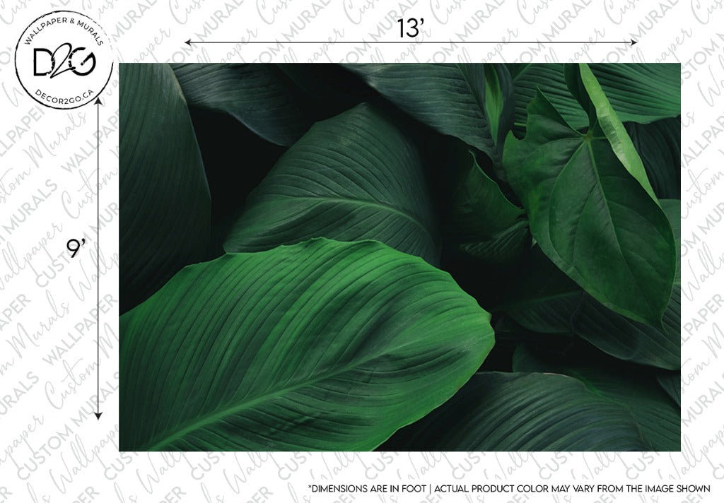 Close-up of large, deep green leaves with pronounced veins, covering the frame, creating a natural, textured pattern. Details from a Decor2Go Wallpaper Mural with measurement indications on the top right corner.