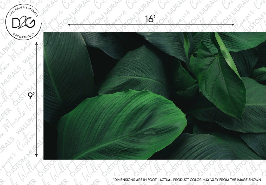 Decor2Go Macro Leaves Wallpaper Mural sample featuring a macro view of deep green leaves with a realistic texture. Indicated dimensions are 16 by 9 inches. Note that the actual product color may vary from the image shown.