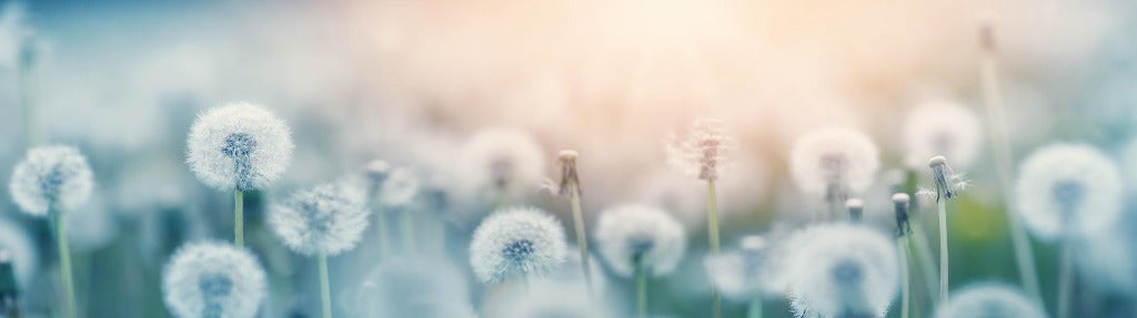 A panoramic view of a serene field filled with summer Dandelion Wallpaper Mural in seed stage, bathed in soft sunlight with a soothing blue and white color tone from Decor2Go Wallpaper Mural.