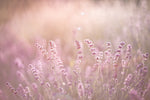 Close-up of Field of Dreams Wallpaper Mural bathed in soft golden sunlight, with a hazy, dreamlike aesthetic suggesting early morning light by Decor2Go Wallpaper Mural.