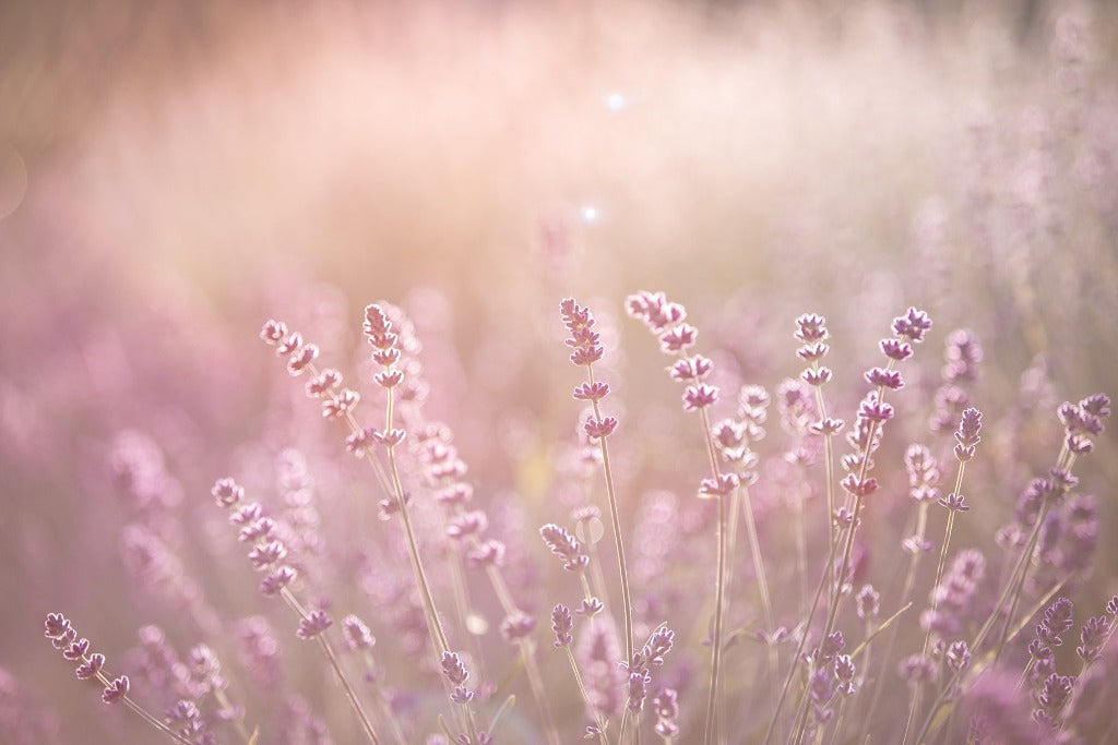 Close-up of Field of Dreams Wallpaper Mural bathed in soft golden sunlight, with a hazy, dreamlike aesthetic suggesting early morning light by Decor2Go Wallpaper Mural.