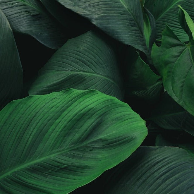 Decor2Go Macro Leaves Wallpaper Mural with lush green leaves with prominent veins intricately layered with a silky texture, highlighting the natural beauty and depth of deep green shades.
