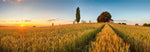 Panoramic view of a golden wheat field at sunset, with a path leading to a small red-roofed structure under tall trees on a hill, perfectly captured in the Decor2Go Prairie Sunrise Wallpaper Mural.