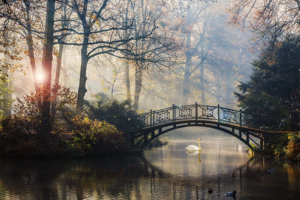 A magical autumn scene featuring a misty pond with a swan under a Romantic Bridge Wallpaper Mural, surrounded by trees in a golden morning light by Decor2Go Wallpaper Mural.
