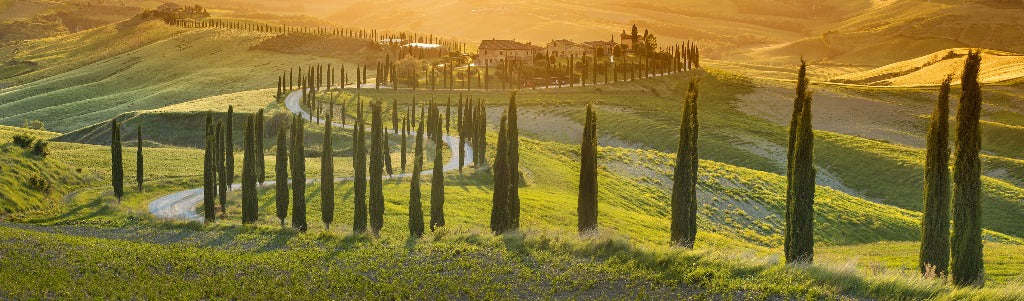 A panoramic view of a winding road lined with cypress trees through the vibrant green hills of Tuscany at sunset, with a distant farmhouse nestled amid the verdant landscape, featuring the Toscana Trail Wallpaper Mural from Decor2Go Wallpaper Mural.