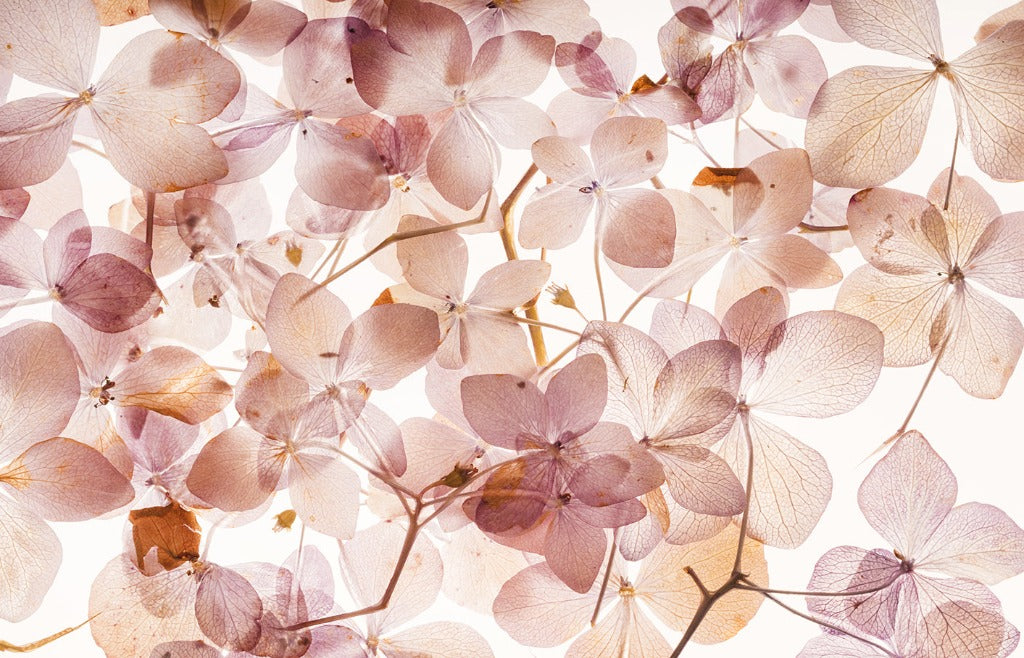 A Translucid Flowers Wallpaper Mural from Decor2Go Wallpaper Mural, featuring a translucent arrangement of dried hydrangea flowers in various shades of pink and beige, ideal for feminine decor, displayed against a bright white background.