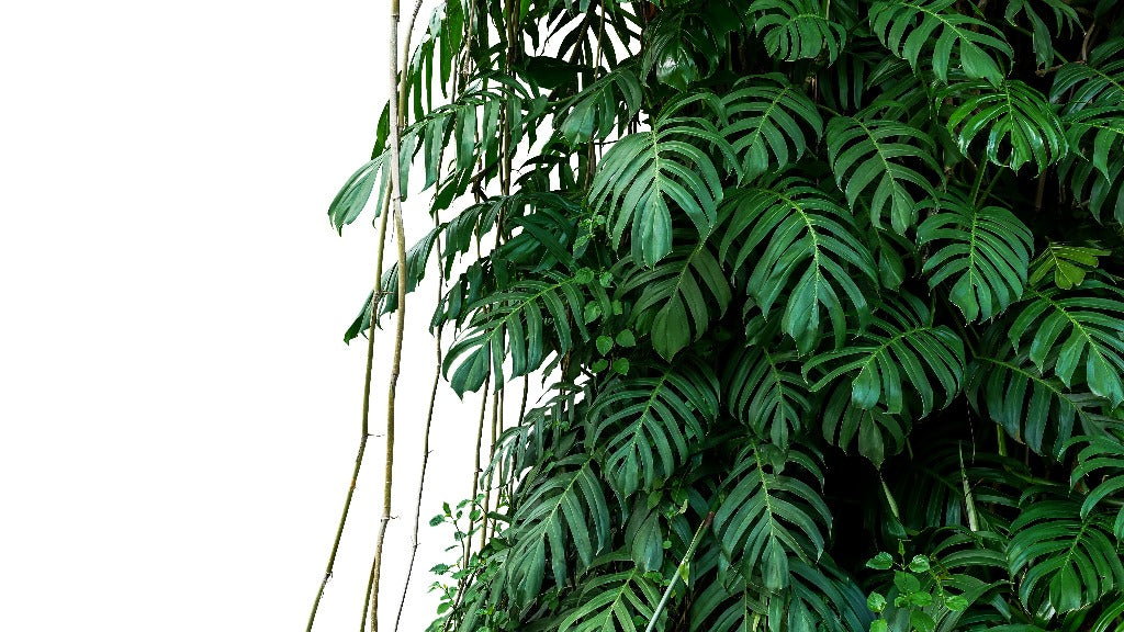 A lush wall of dark green monstera plant leaves with characteristic splits and holes, set against a white background. Long, thin stems hang down on the left side of the image, evoking natural serenity akin to Tropical Jungle Leaves Wallpaper Mural by Decor2Go Wallpaper Mural.