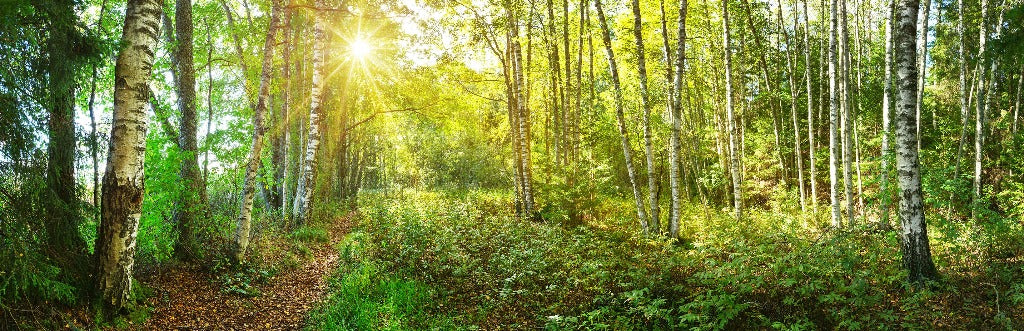 Sunlight streaming through a dense birch forest, illuminating a narrow dirt path and the surrounding vibrant green foliage with patterns reminiscent of a Decor2Go Wallpaper Mural.